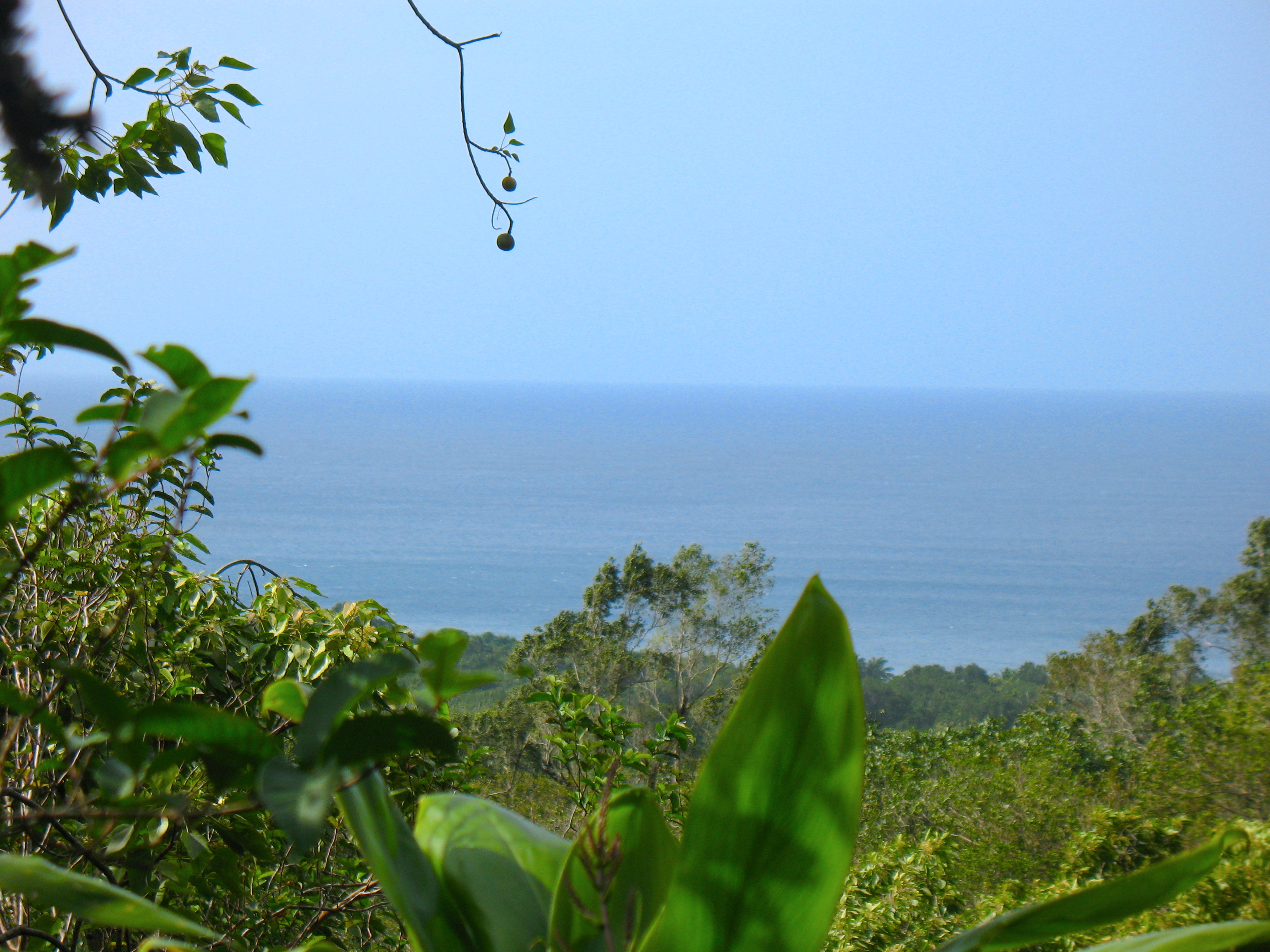 Ocean Front View